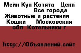 Мейн Кун Котята › Цена ­ 15 000 - Все города Животные и растения » Кошки   . Московская обл.,Котельники г.